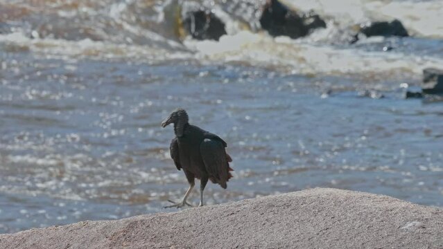 Black vulture next to a river