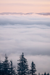 Fototapeta na wymiar Dragobrat, Ukraine mountain landscape with fog and fir trees.