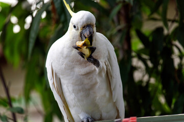 Sulphur-Crested Cockatoo (Cacatua galerita)