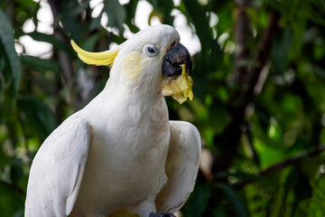 Sulphur-Crested Cockatoo (Cacatua galerita)