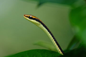 Bronze back tree snake