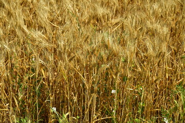 Plantation de blé à maturation au Périgord Vert 