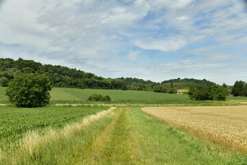 Chemin pourvu de végétation sauvage entre les champs de blé et de maïs près du bourg de Champagne au Périgord Vert 