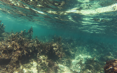 Fototapeta premium Snorkeling at Anakao, Madagascar - mostly plants on sandy sea floor visible, not much marine life, underwater photo