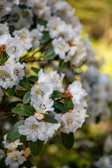 Spring Flowers in the garden