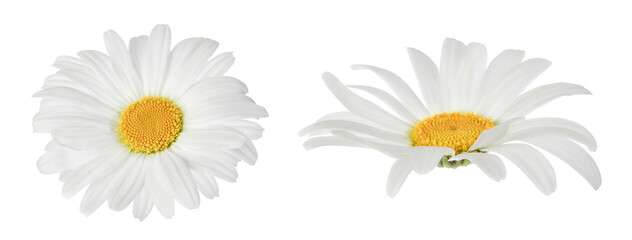 chamomile or daisies isolated on white background with full depth of field. Set or collection. - obrazy, fototapety, plakaty
