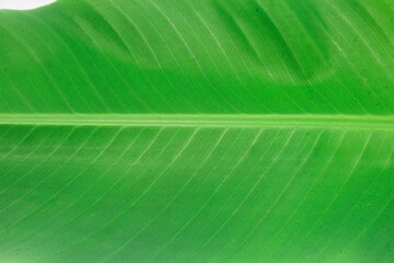 fresh green banana tree leaf background