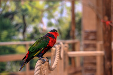 A colorful parrot sitting on a rope on a blurred background