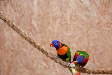 Two colorful parrots sitting on a rope against a blurred background