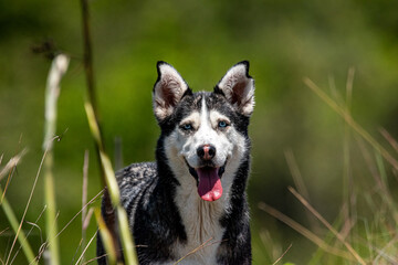 Perra Siberiana Husky feliz en el campo