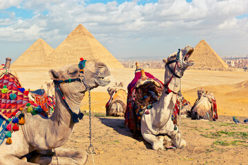 Fototapeta premium Camels rest on a hill near the Great Pyramids of Giza. Western Desert, Giza, Cairo, Egypt