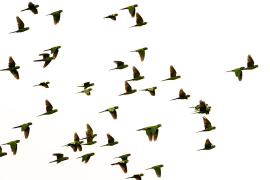 Bandada de aves (loras) sobrevolando los cielos, Psittacara wagleri