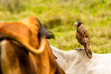 Aguililla joven comiendo gusano de vacas, Milvago Chimachima