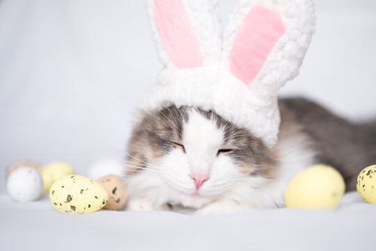 A cat with rabbit ears sleeps on a white bed surrounded by Easter eggs. The concept of pets for Easter.