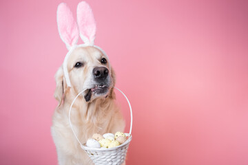 A dog dressed as a rabbit sits on a pink background and holds a basket of eggs. Golden Retriever celebrating Easter and looking at the camera, there is room for text. Easter card with a pet.