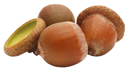 Closeup of acorn © Swapan