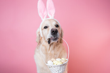 A dog dressed as a rabbit sits on a pink background and holds a basket of eggs. Golden Retriever...