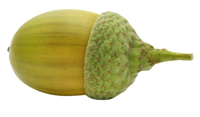 Closeup of acorn