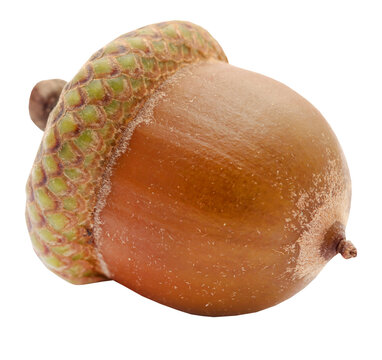 Closeup of acorn