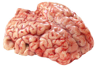 Brain of a cow