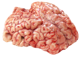 Brain of a cow