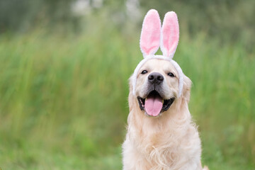 A happy dog sits in the green grass on a spring day in a bunny costume. A golden retriever on the Easter holiday.