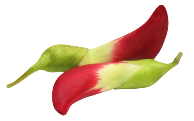 Sesbania grandiflora