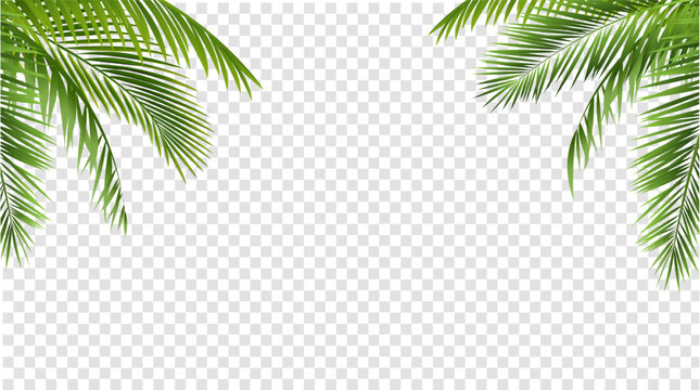 Palm Tree branches Set Isolated White Background
