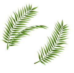 Green Palm Leaf Isolated And White Background