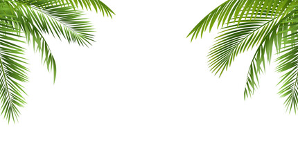 palm tree frame