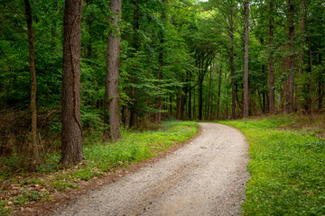 Fototapeta na wymiar Gravel path curving through the woods