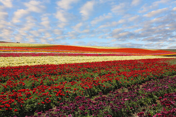  Field of red and yellow blooming ranunculus