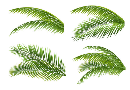 Palm Tree branches Collection Isolated White Background