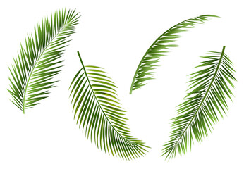 Palm Tree branches Isolated White Background