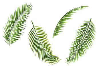 Palm Tree branches Isolated White Background