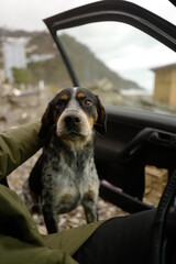 dog in car