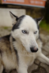 Obraz premium siberian husky dog eyes blue