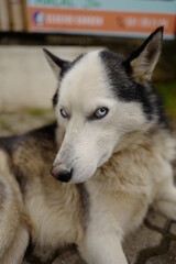 siberian husky dog