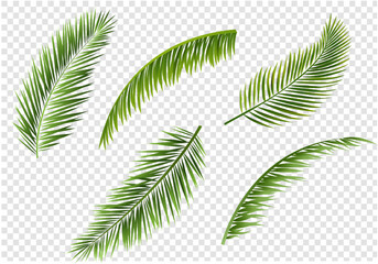 palm tree leaves