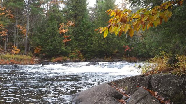 Autumn rapids in Oxtongue River-Ragged Falls Provincial Park in Algonquin Highlands, Ontario, Canada. View from hiking trail.