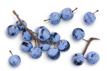 Fresh blackthorn berries with twig, prunus spinosa isolated on white background. Top view. Flat lay