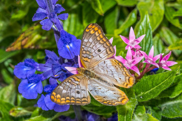 Close up of a White Peacock (Anartia jatrophae)  butterfly on purple Mealycup sage flowers