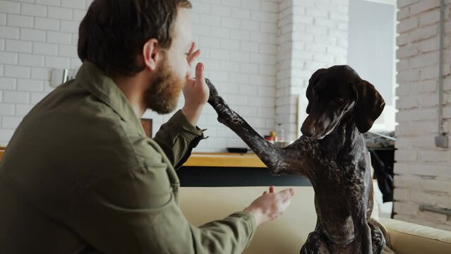 A millennial man with a beard is sitting on the couch at home and training a dog that he took from an animal shelter. A happy dog from the shelter is happy to train with his new owner. High quality 4k
