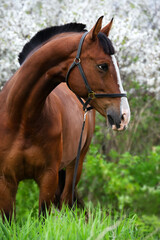  portrait of bay beautiful   sportive  horse posing near blossom cherry  tree. spring time