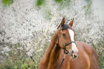 portrait of bay  sportive  horse posing nearly  blossom tree. spring