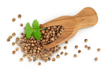 Dried coriander seeds in the wooden scoop with fresh green leaf isolated on white background. Top view. Flat lay