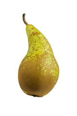One single conference pear isolated on white background.
