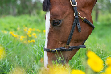 portrait of grazing bay sportive horse at blossom field. close up