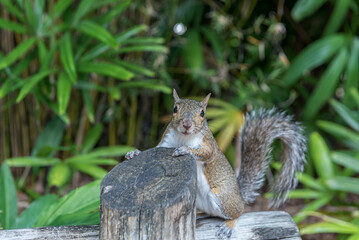 Squirrel in Tampa Bay Park. Florida. USA