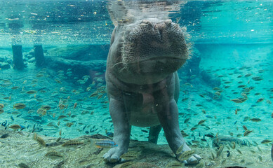 Hippopotamus in Tampa Bay Busch Gardens Park. Florida. USA